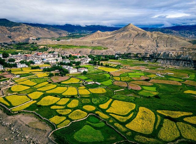 Barley and buckwheat fields of Lomangthang (Lo Manthang), Upper Mustang, Nepal. Mountain Higher Dzong and village Namgyal in background.